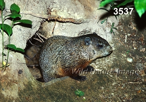 Marmota monax, Woodchuck